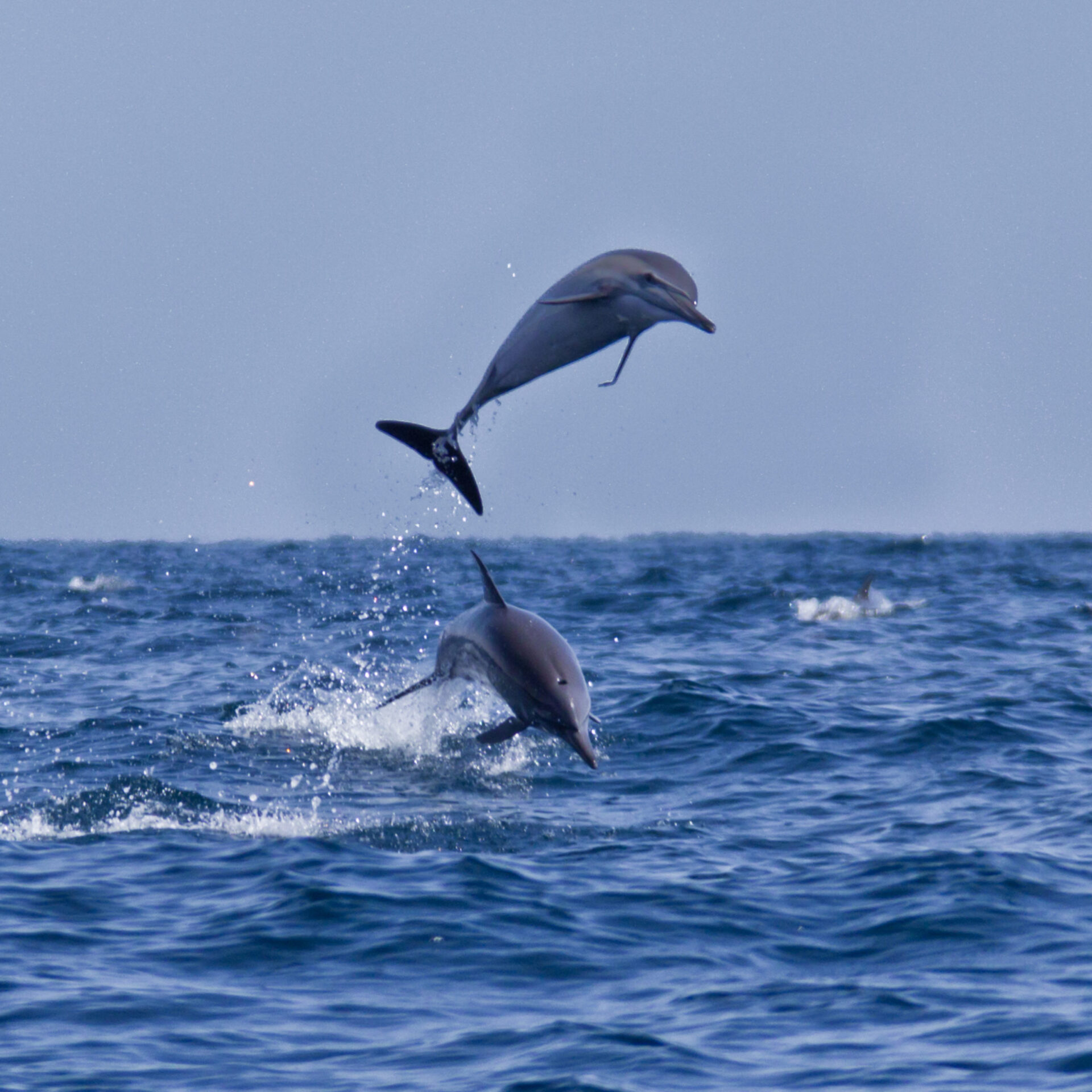 Delfíní u ománského pobřeží | Omán poznávací zájezdy