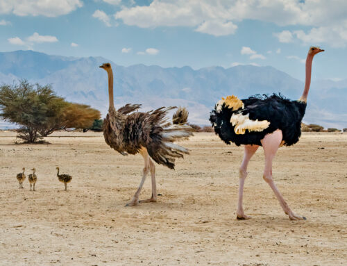 9 nejzajímavějších pouštních zvířat