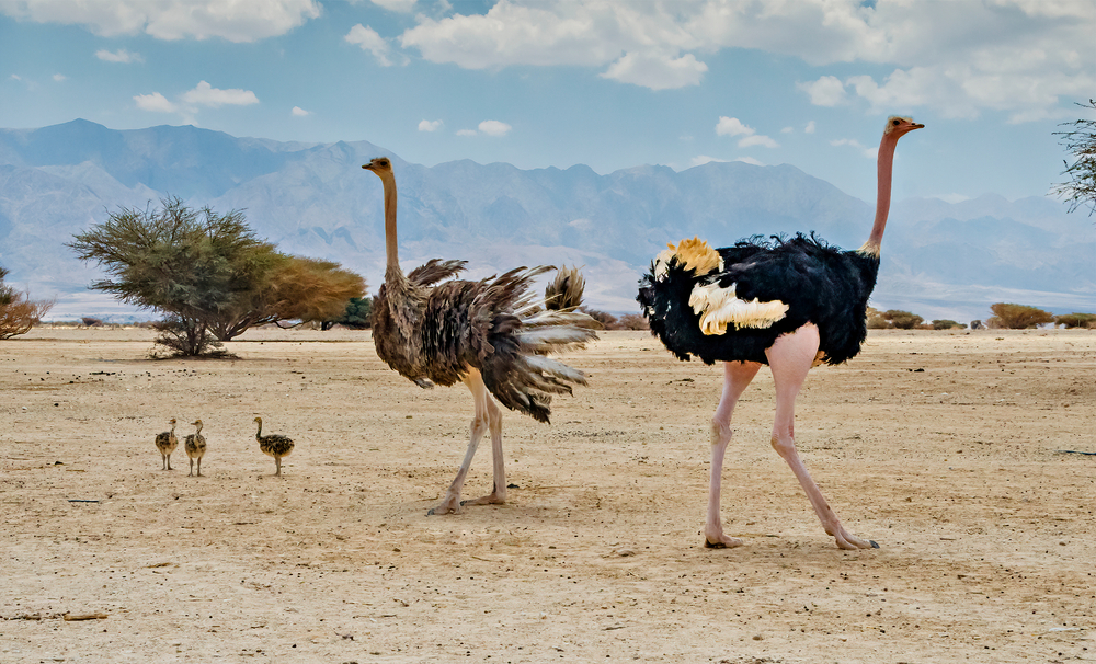 Skupina pštrosů v poušti