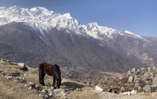 Trek údolím Langtang Nepál CK HAMIDI